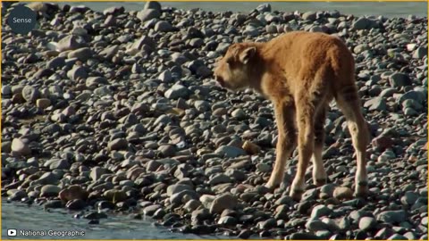10 Moments When Clever Wolves Show Power