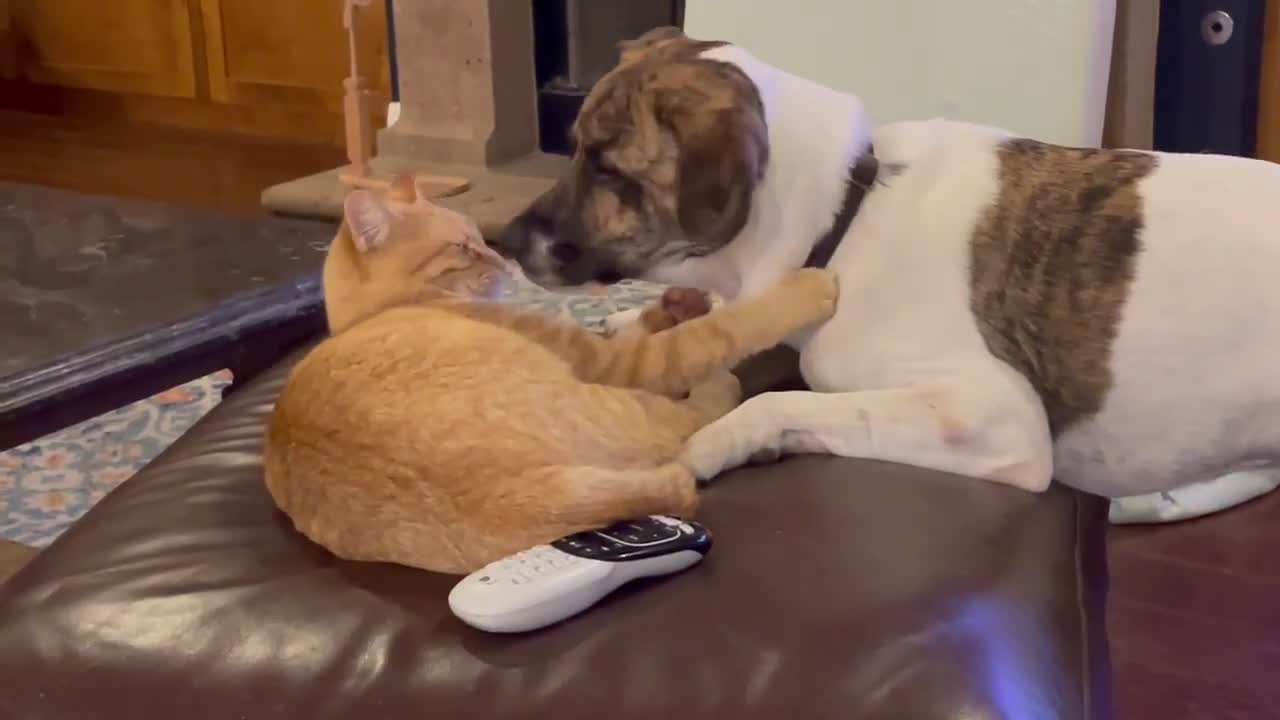 great friendship between orange cat and dog