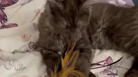 Young maine coon playing