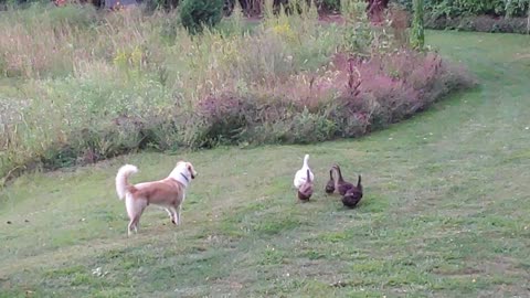 Herding ducks...