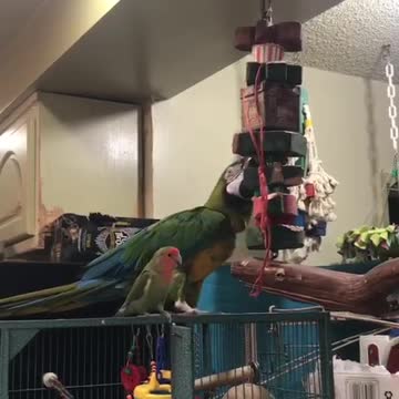 The most unlikely friends