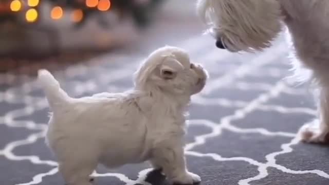 Finger dog