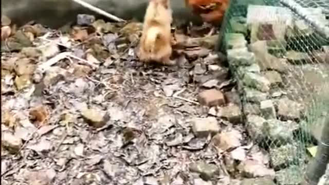 dog vs chicken fight funny dogs angry chicken 🐔