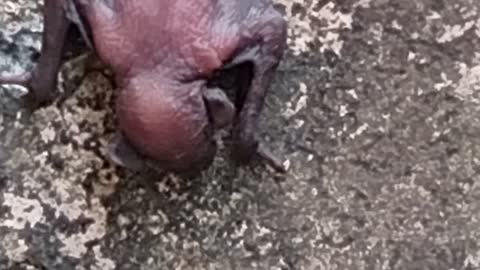 Newborn baby bat...