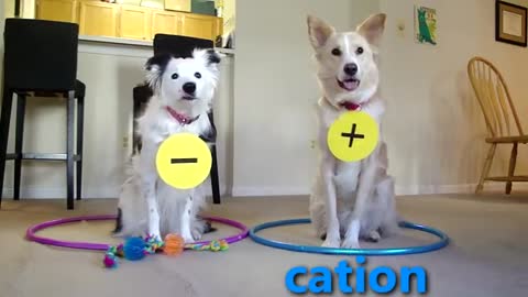 Dogs Teaching Chemistry - Chemical Bonds