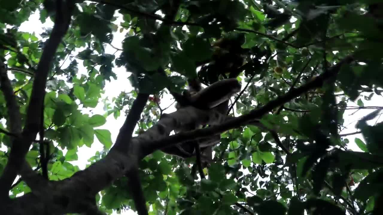 Adventure in forest - Find Fruit In The Jungle - Eating santol delicious