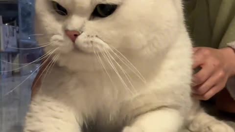You've offended my little kitten, you're done with it.