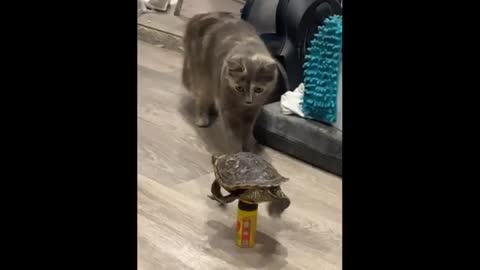 Cute baby animals Videos Compilation cute moment of the animals - Cutest Animals #19_2