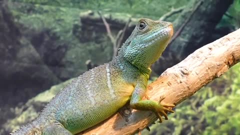 Animal with nature