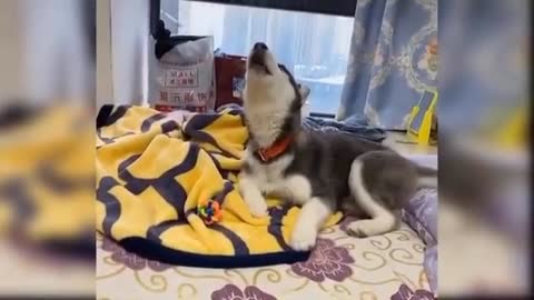 Dog enjoined with whater 😃🐕🐕