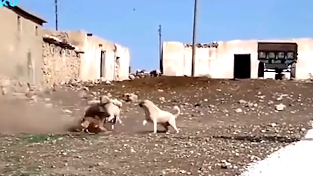 Amazing dogs fighting for help other dog on street compilation