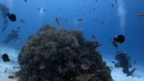 Ocean World