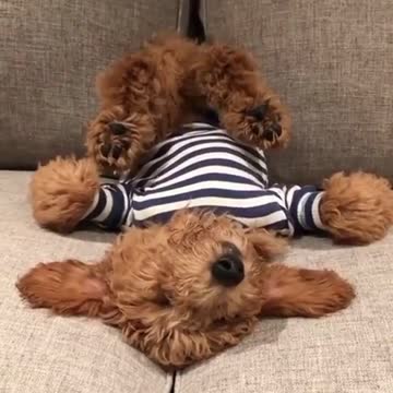 💗💗💗 Shirtless puppy sleeping soundly on his back 💗💗💗