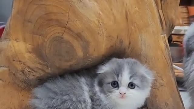 - Cute & Funny Pets Compilation Cutest Lands 3 -