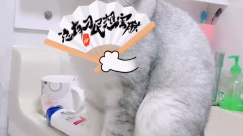 Daily life of cute cats at home 10
