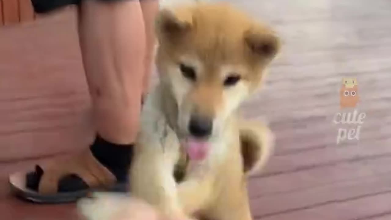 China's cute pet