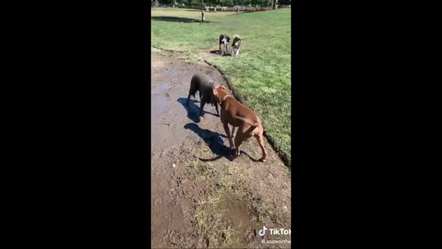 Dog Couldn't Take It And Went To Play In The Mud And Smeared Aimself