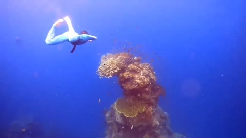 The Most Beautiful Paradise Under the Sea