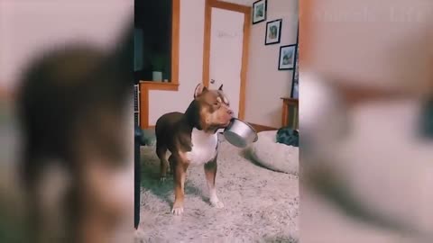 Funniest Dogs And Cats Videos - Best of the 2021