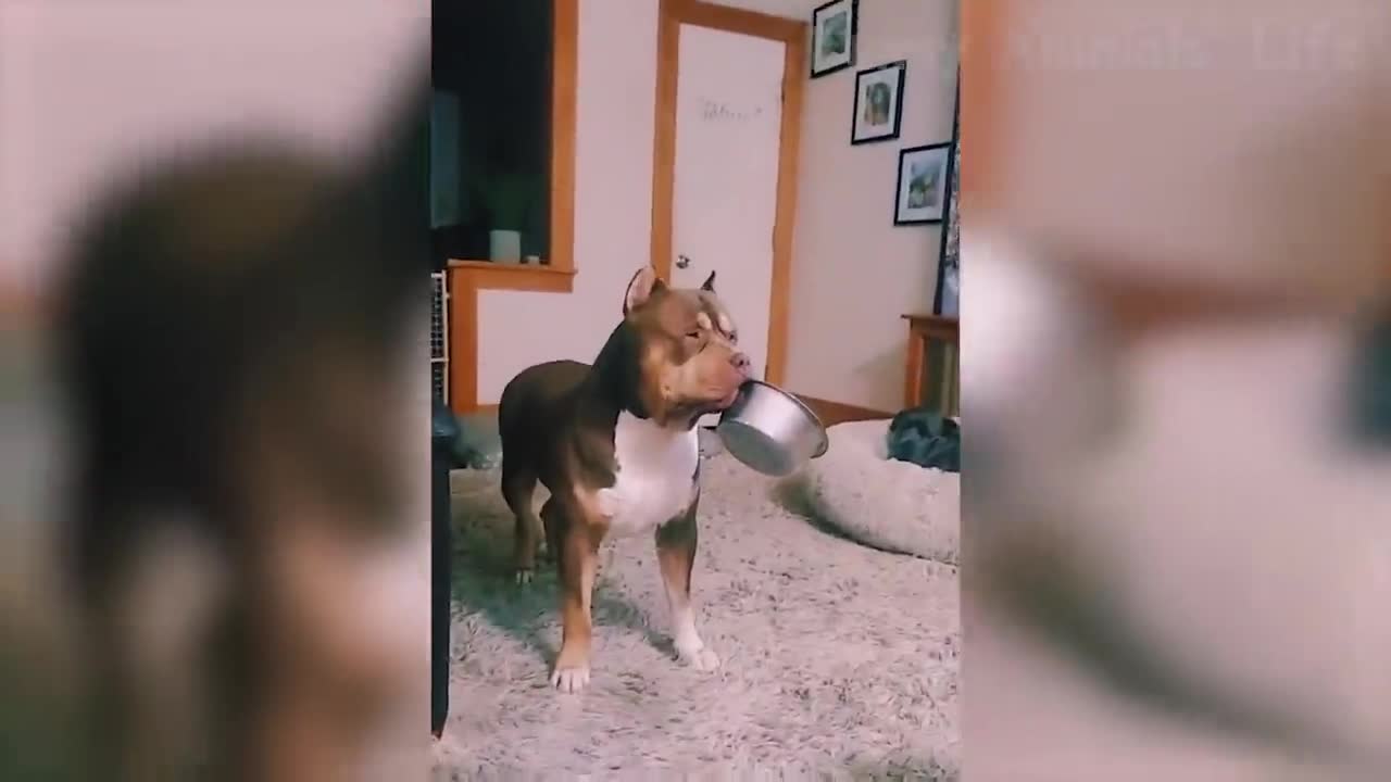 Funniest Dogs And Cats Videos - Best of the 2021