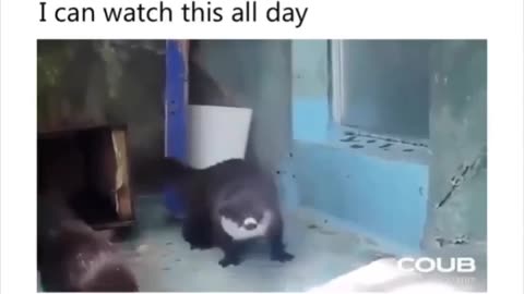 Funny videos