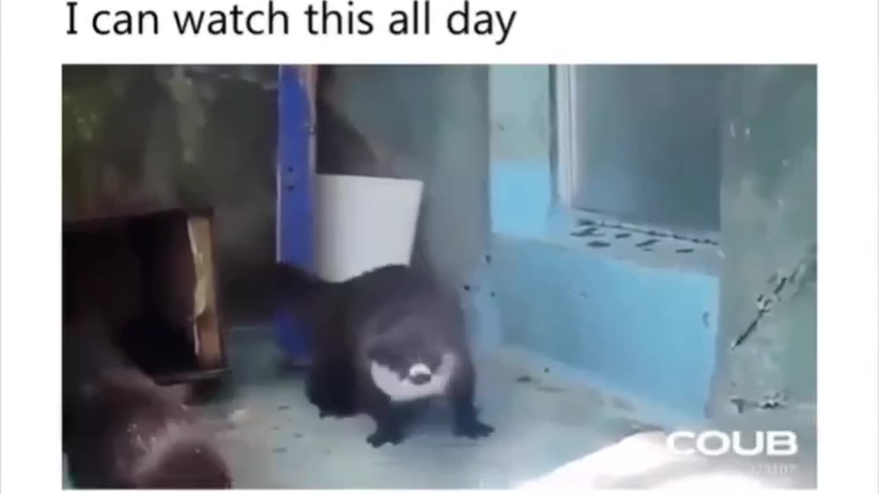 Funny videos