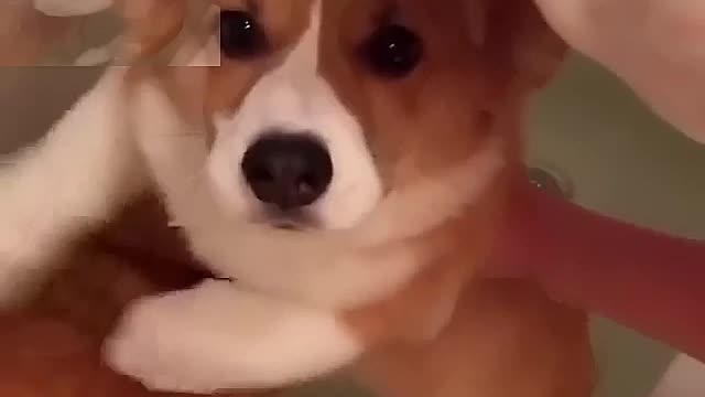 The dog that thinks it's swimming