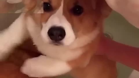 The dog that thinks it's swimming