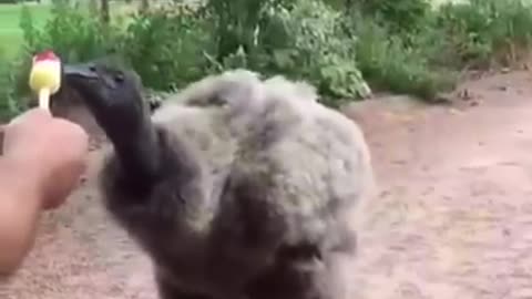 Andean Condor Vulture