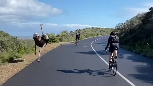 Cyclists encounter an ostrich on the