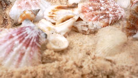Shells stock
