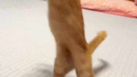 An energetic cat