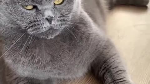 Baby Cats Cute and Funny Baby Cat Videos