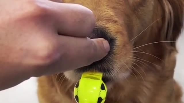 That's how a dog learns to blow a whistle !