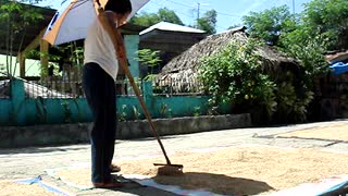 Rice farmer drying rice in the hot sun along the village street