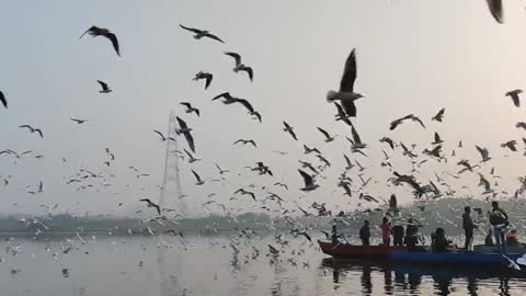 A flock of seagulls hovering over the water