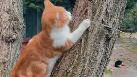 Cat Playing on a Tree Trunk