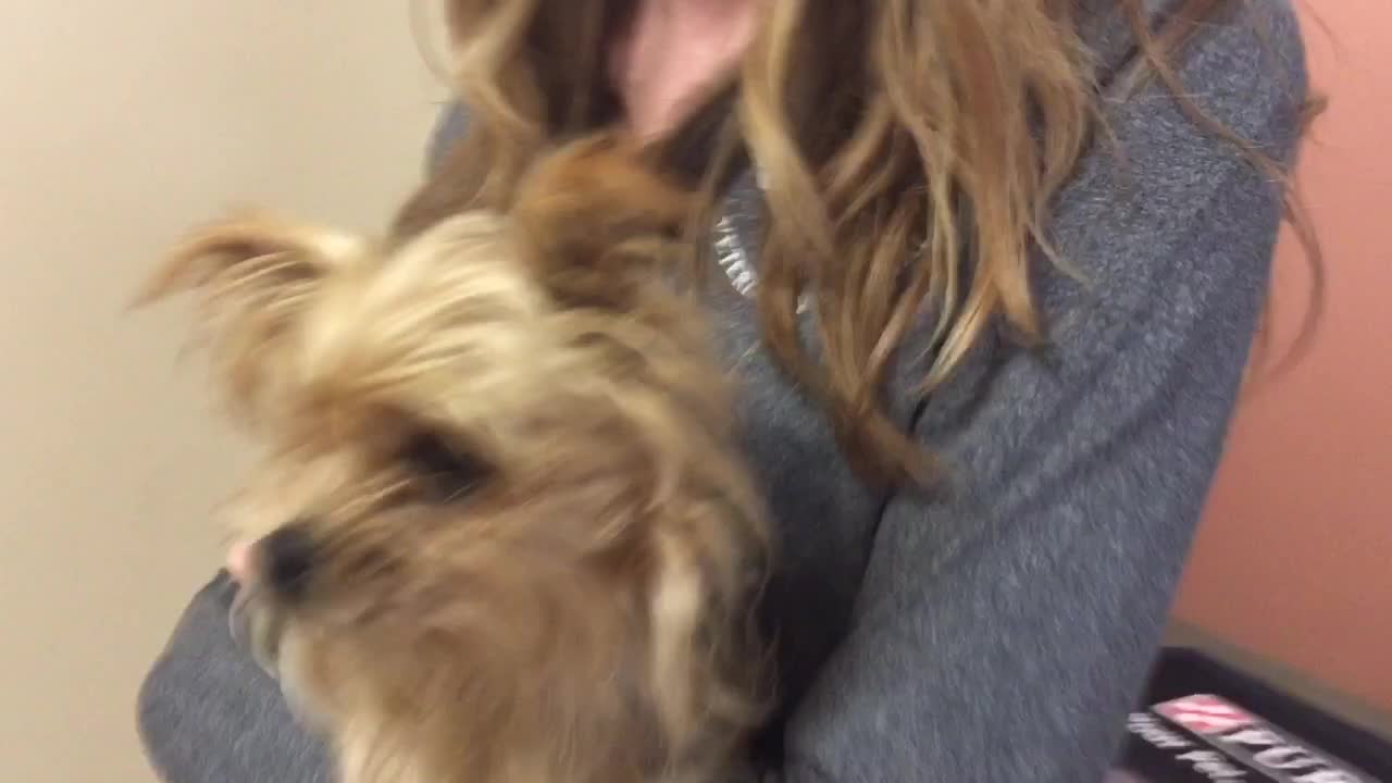 This dog was hit by a car, what happened next was a miracle!