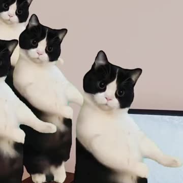 Cats Team Dancing