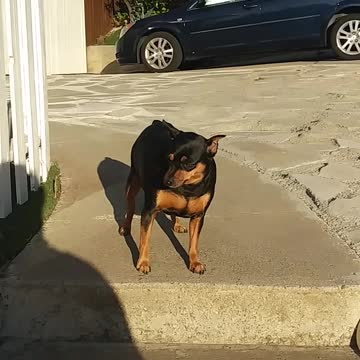 Black dog sitting out side