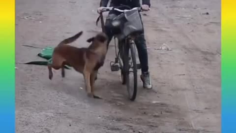 Smart and Funny Dogs Videos Compilation 2021_ |08|_#shorts