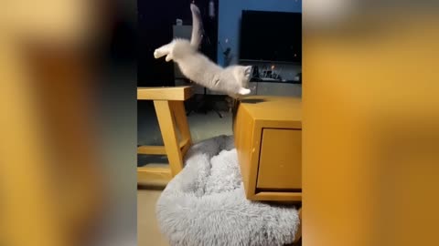 💞cut cat video🐱