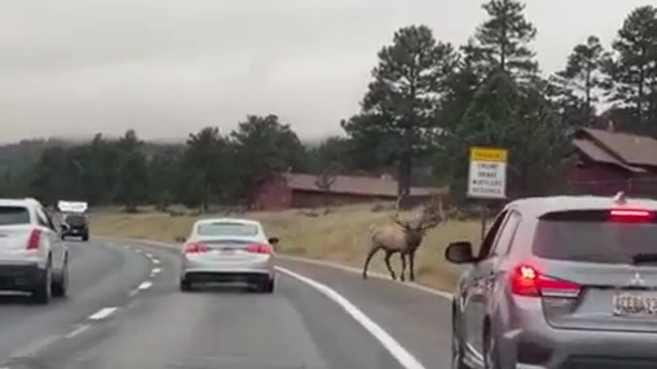 Dangerous Bull- elk