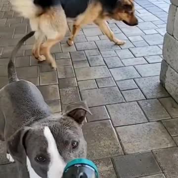 The dog was terrified!!!