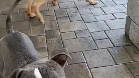 The dog was terrified!!!