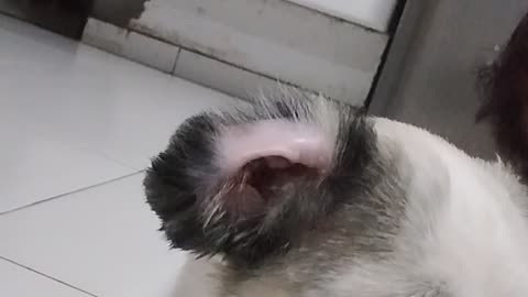 Bombom