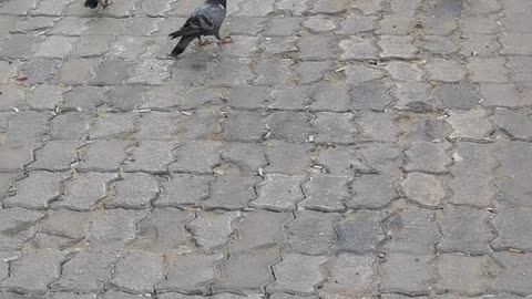 Dove injoy