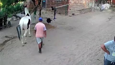 The cutest movies of elephants and horses 😅😂 2022's amusing animal videos