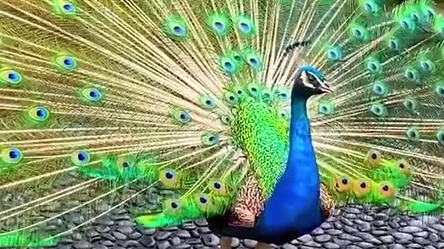 peacock dance part 4