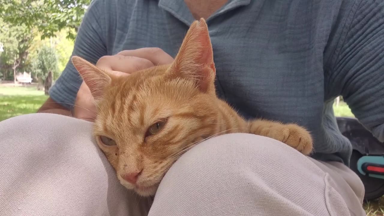 The orange stray cat sleeps on my lap feeling peaceful